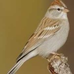 image of bird