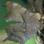 image of animal
