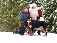 image of greater_swiss_mountain_dog