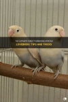 image of lovebird