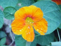image of flower