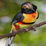 image of bird