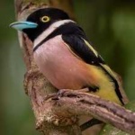 image of bird