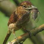 image of bird