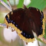 image of animal