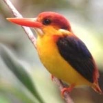 image of rufous_kingfisher #21