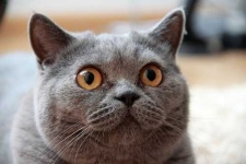 image of british_shorthair #13