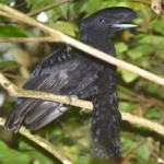 image of bird