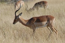 image of impala