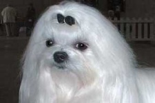 image of maltese_dog
