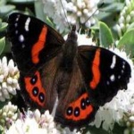 image of animal