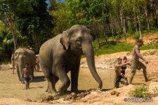 image of animal
