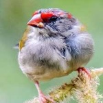 image of bird