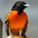 image of bird