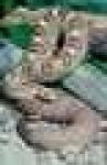 image of sidewinder
