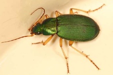 image of ground_beetle #29