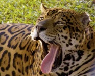 image of jaguar_car