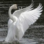 image of bird
