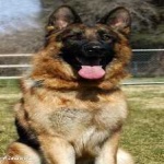 image of german_sheperd #3