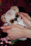 image of teddy