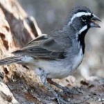 image of black_throated_sparrow #21