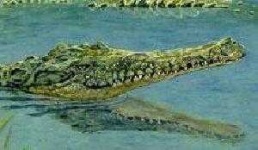 image of animal