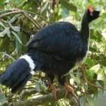 image of bird