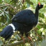 image of horned_guan #2