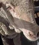 image of animal