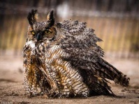 image of owl