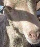 image of animal