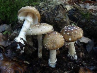 image of mushrooms