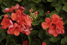 image of geranium #31