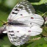 image of animal
