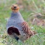 image of bird