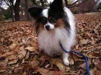 image of papillon