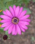 image of flower