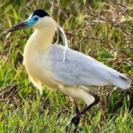 image of bird