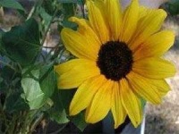 image of sunflower