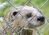 image of otter