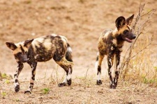 image of african_hunting_dog