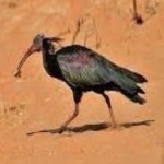 image of northern_bald_ibis #11