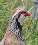 image of partridge #22