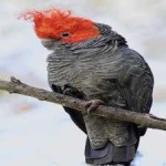 image of bird