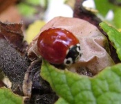 image of leaf_beetle