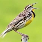 image of eastern_meadowlark #20