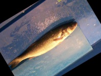 image of fish