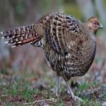 image of bird