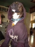 image of sweatshirt