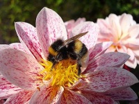 image of bee #21